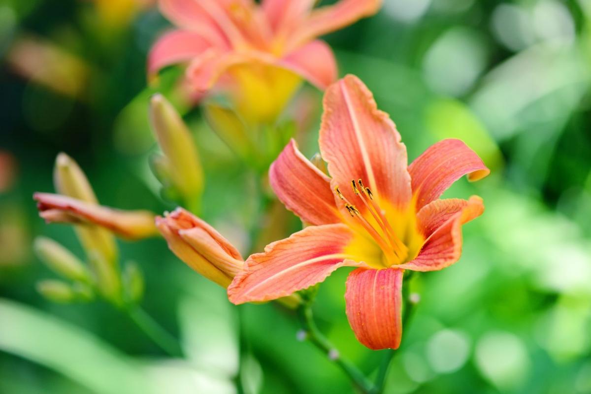 Liliowce – kwiaty jednego dnia