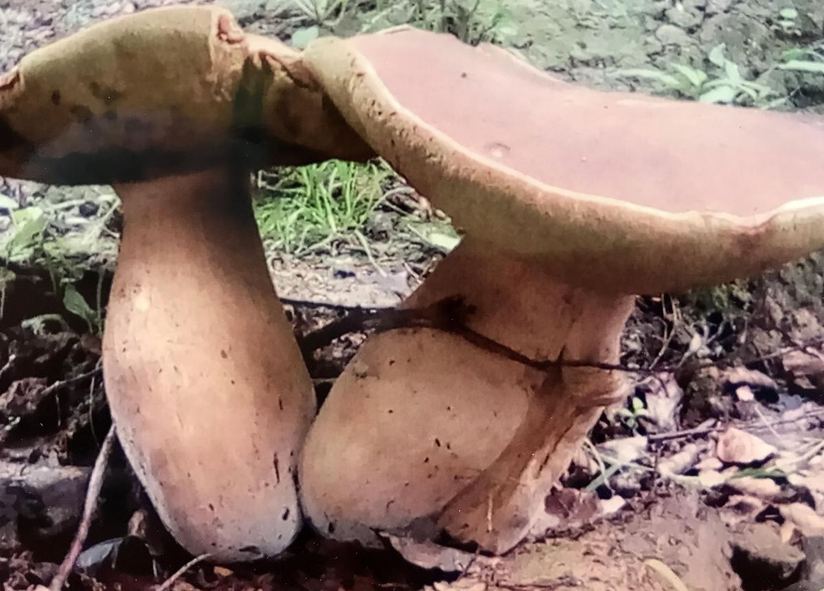 Gigantyczne borowiki. Ważyły ponad 6,5 kilograma!
