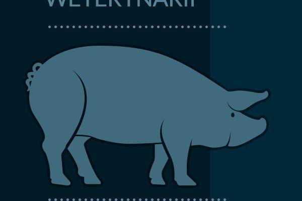 Afrykański pomór świń dotarł na Podkarpacie