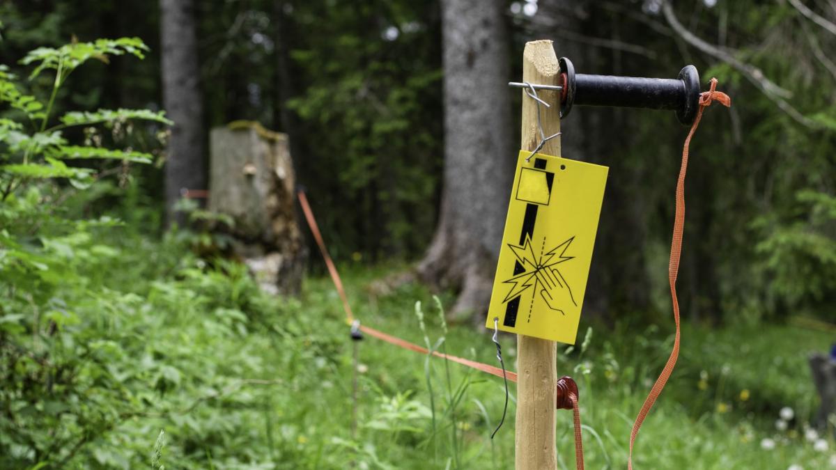 Kobieta zginęła od pastucha elektrycznego