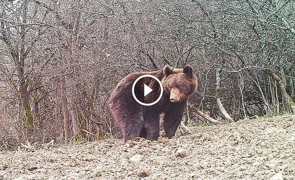 Próbował zrobić selfie z niedźwiedziem [WIDEO]