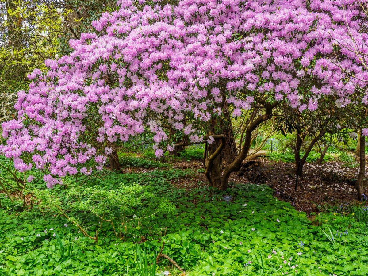 Rododendron, czyli różane drzewo