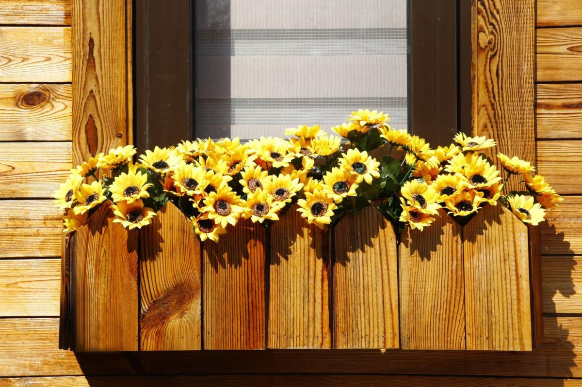 Niskie słoneczniki idealne na balkon