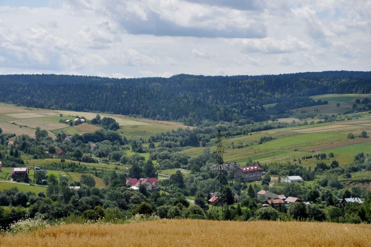 Nadchodzi zagłada? Leśnicy odpierają zarzuty ekologów