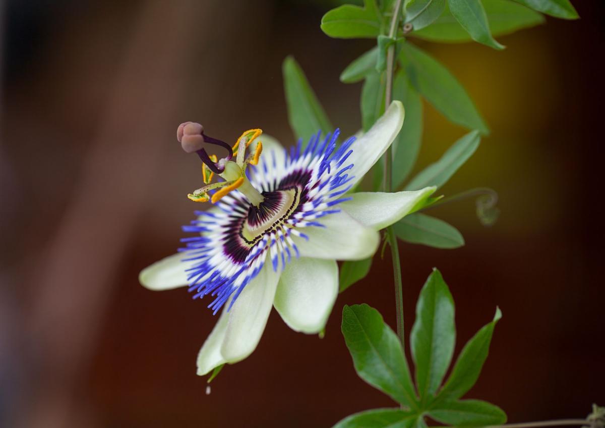 Passiflora lub kwiat Męki Pańskiej