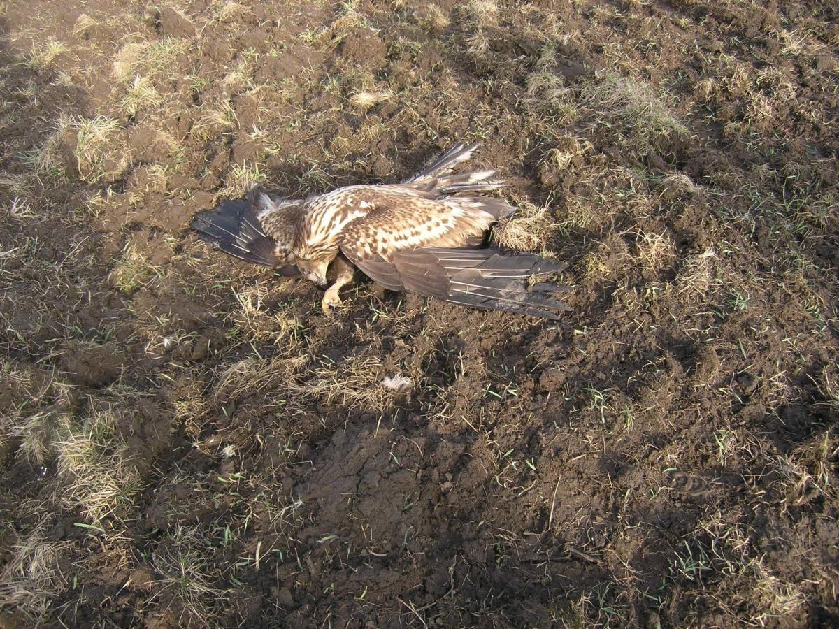 Piąty martwy bielik