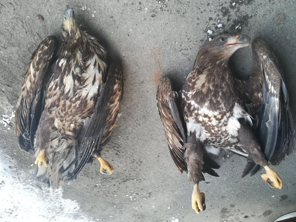 Trzy martwe bieliki. Sprawą zajęła się policja