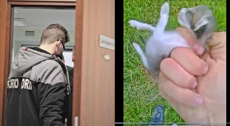 Nadzór kuratora za rozpowszechnienie szokującego filmu z zabicia kota