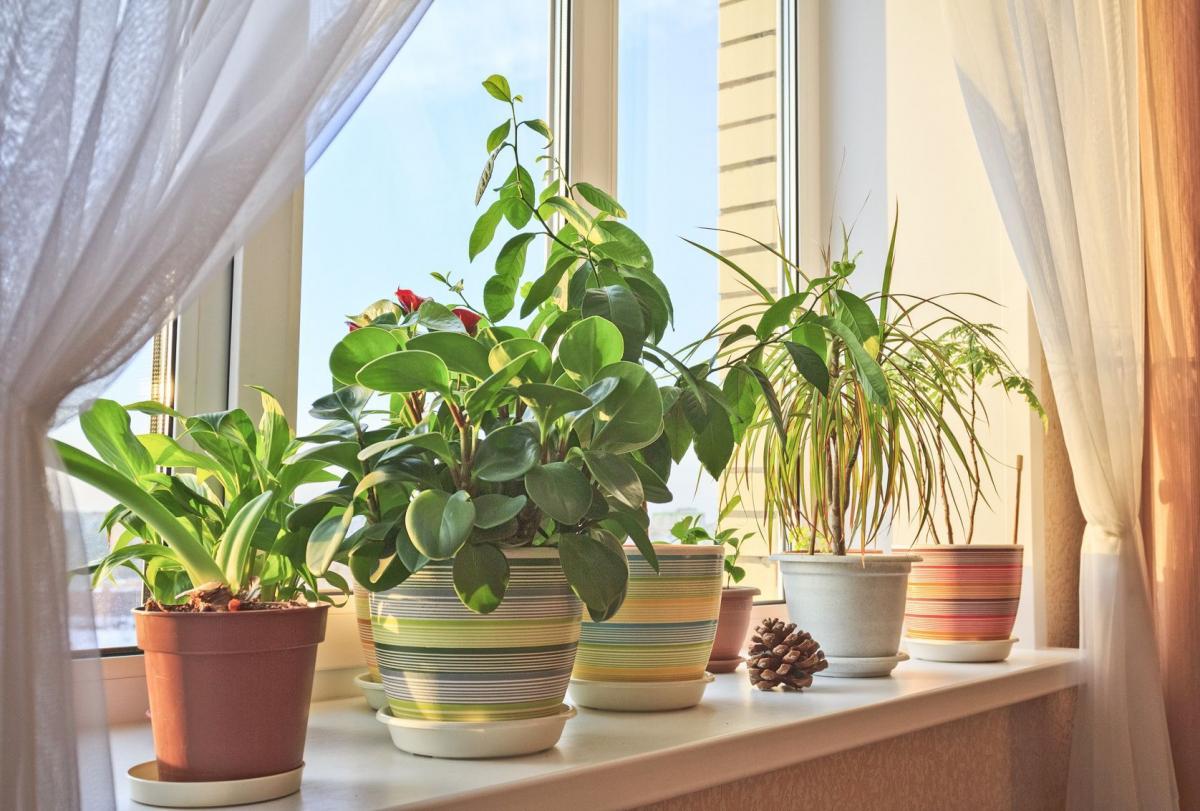 Jak pielęgnować rośliny doniczkowe w sezonie grzewczym