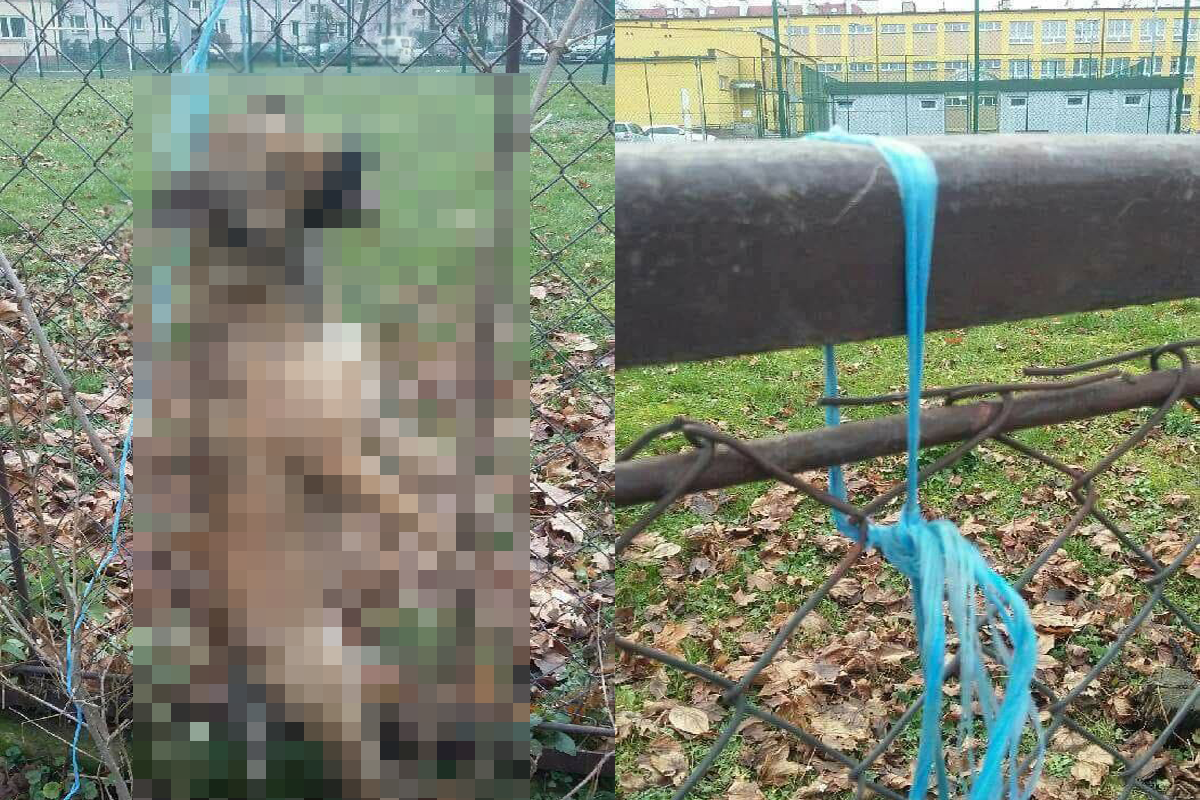 Szukają zwyrodnialca, który powiesił młodego psa na ogrodzeniu szkoły