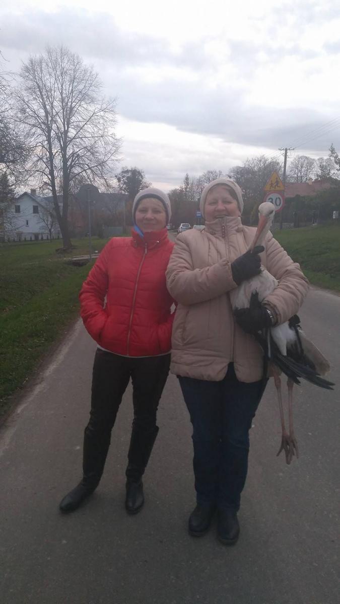 Mieszkanki Młodowic złapały bociana błąkającego się po cmentarzu