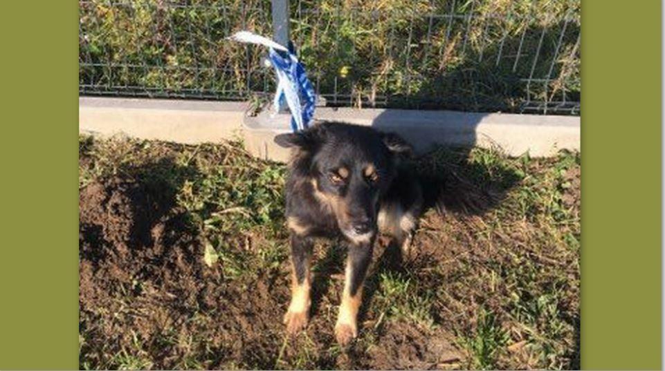 Policjanci zaopiekowali się porzuconym w rowie psem