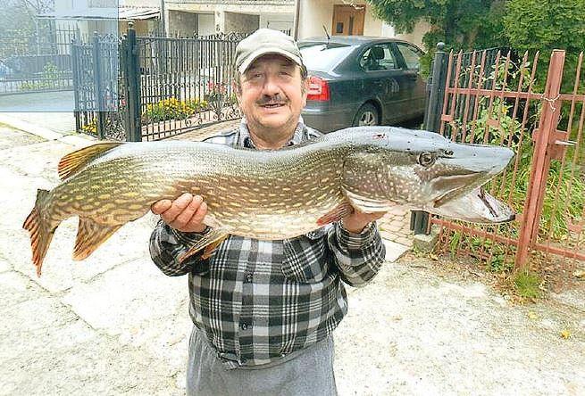 10,5 kilogramów i 117 centymetrów! Imponujący okaz szczupaka