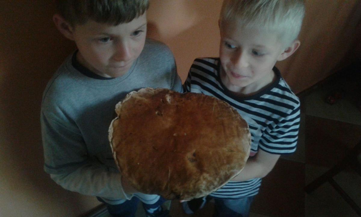 Potężne okazy na zakończenie sezonu grzybowego [ZDJĘCIA CZYTELNIKÓW]