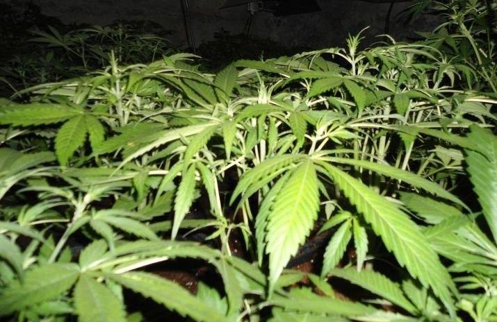 Funkcjonariusze SG znaleźli plantację konopi