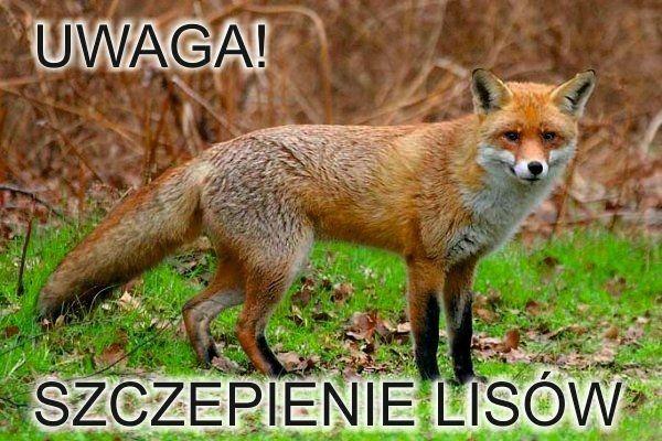 Uwaga, od dziś akcja dodatkowego szczepienia lisów