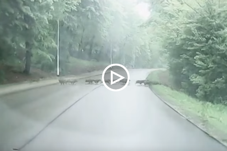 Wataha dzików na drodze na Kopiec Tatarski [WIDEOREJESTRATOR]