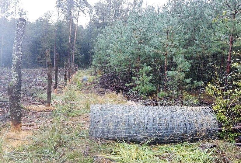 Leśnicy zabezpieczają uprawy przed zwierzyną