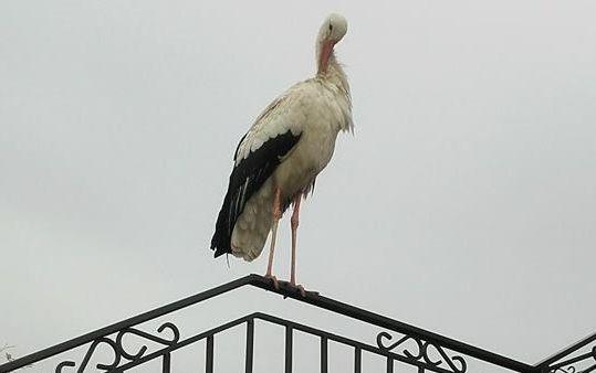 Bocian zadomowił się na cmentarzu w Młodowicach