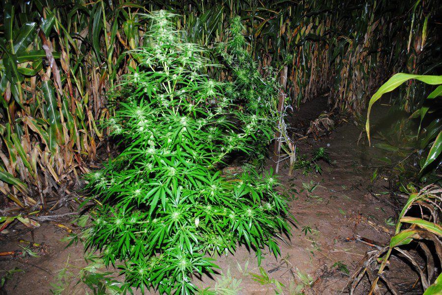 Marihuana rosła na polu kukurydzy