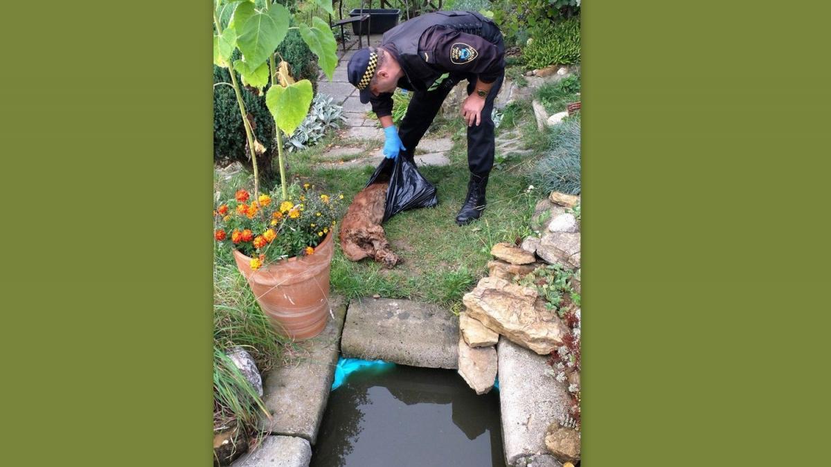 Utopiony spaniel i świnki morskie porzucone w pudełku. Interwencje ekopatrolu
