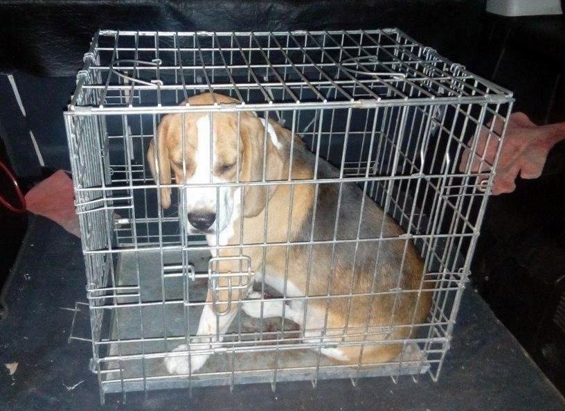 Właściciel rannego beagla pilnie poszukiwany