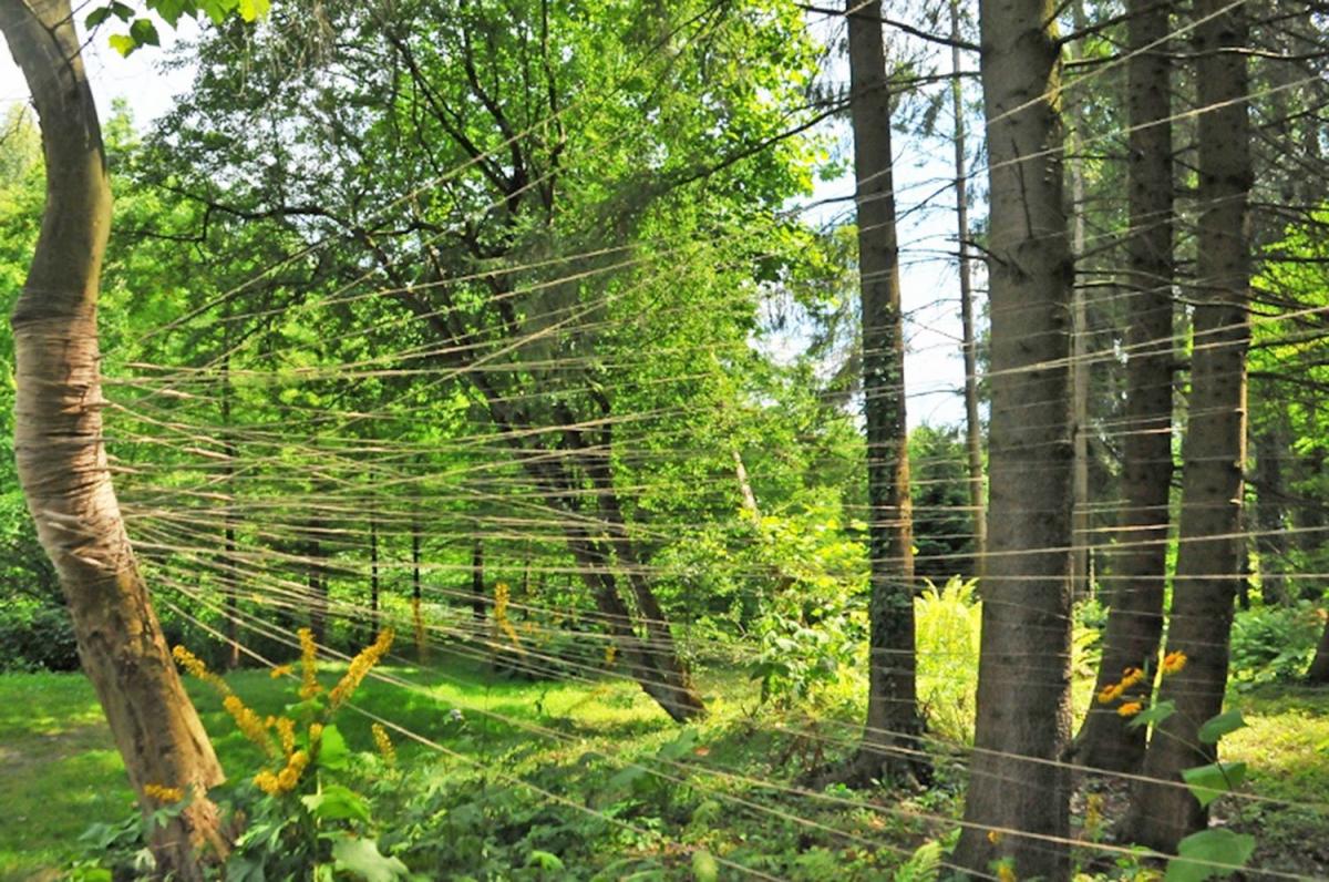 Wąska furtka do raju albo Koronkowy świt, czyli wiklina w arboretum [ZDJĘCIA]