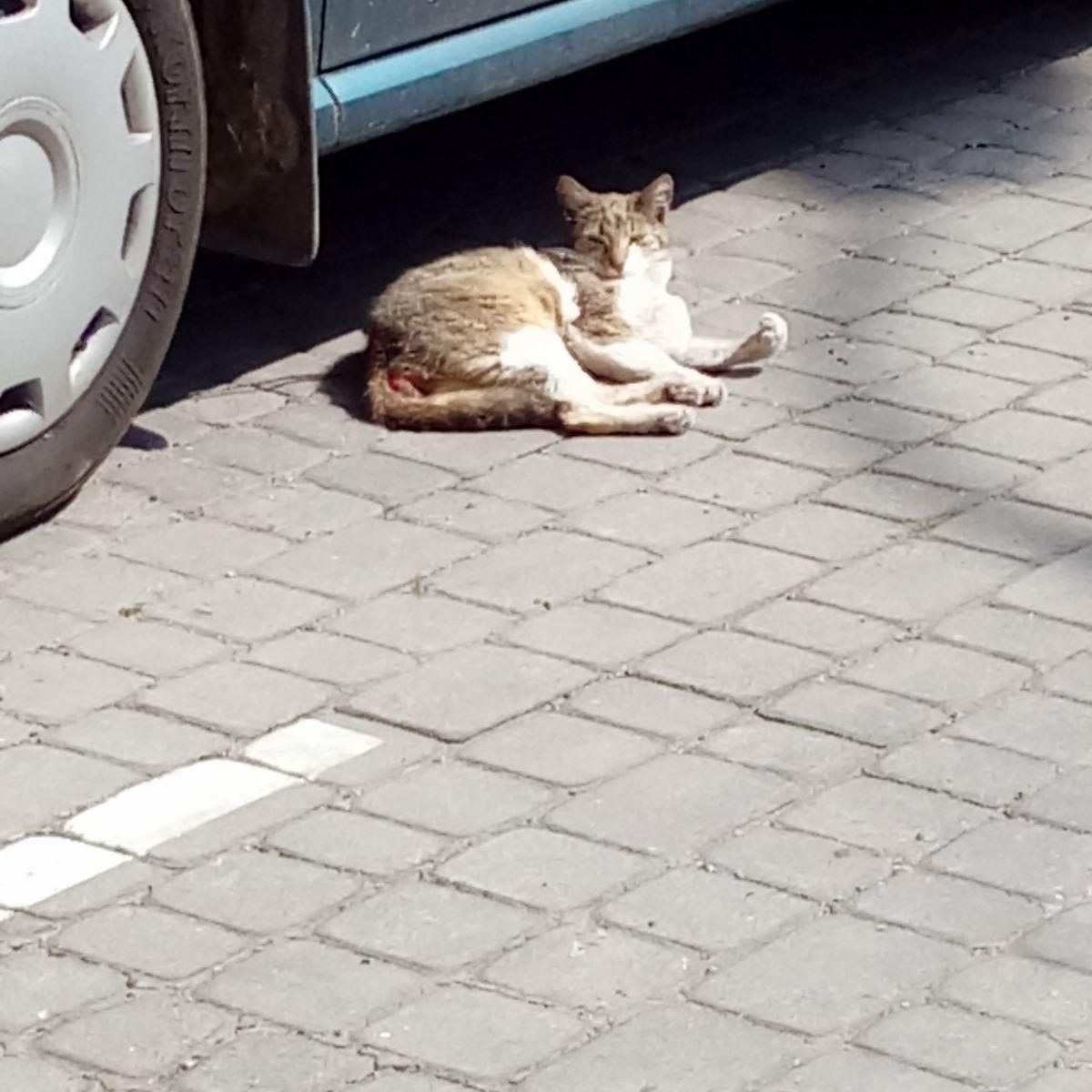 Kot jest już w lecznicy