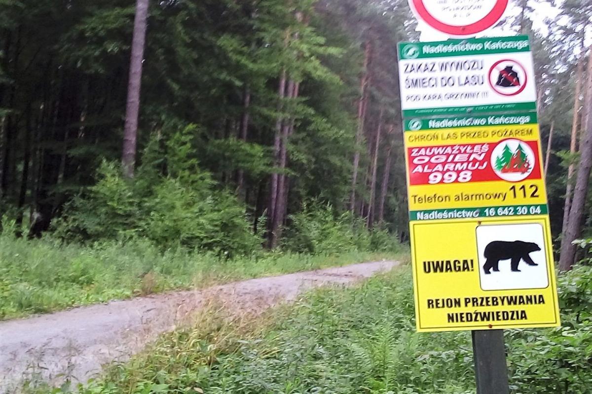 Leśnicy ostrzegają przed niedźwiedziem
