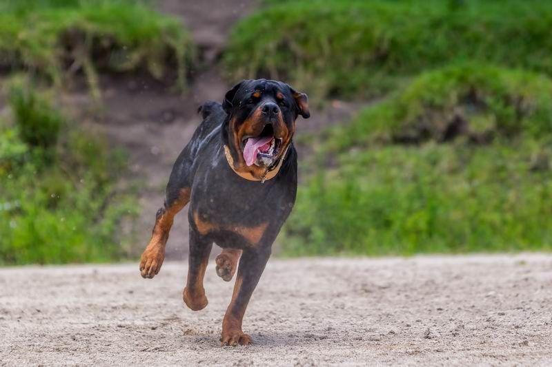 Rottweiler zaatakował 8-latkę