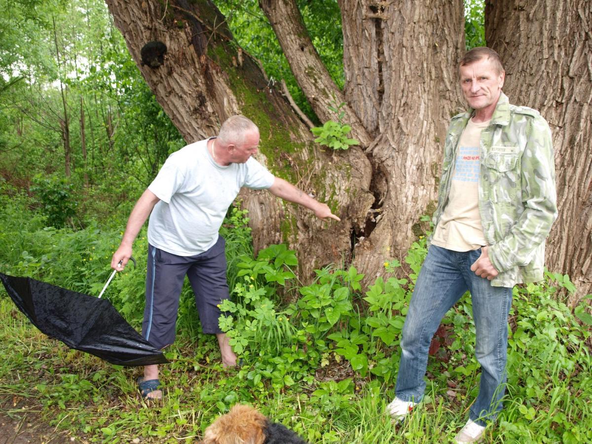 Uwaga, pęknięta wierzba! Jak runie, może dojść do tragedii