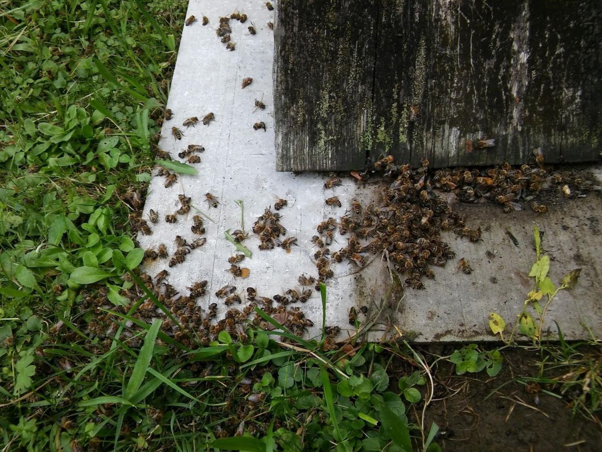 Rozpaczliwy apel pszczelarzy do rolników: Nie trujcie pszczół!