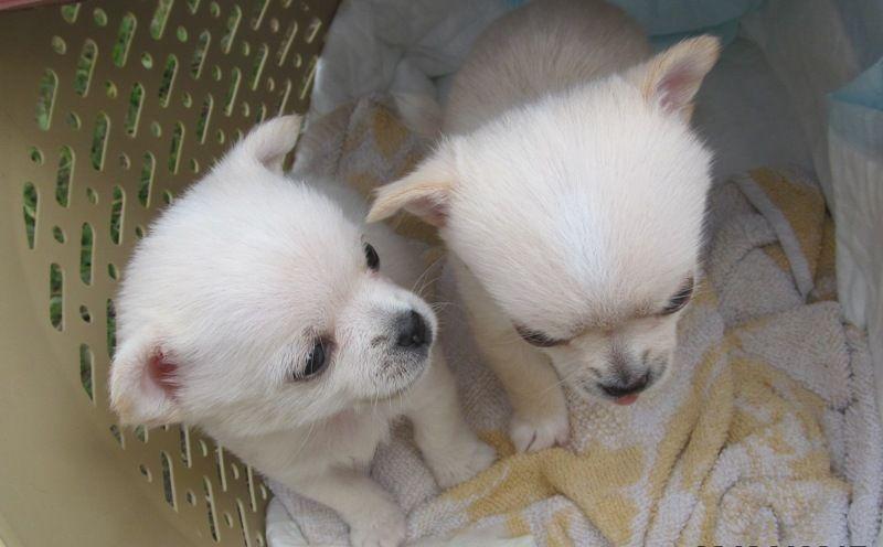 Buldogi, chihuahua i shih tzu