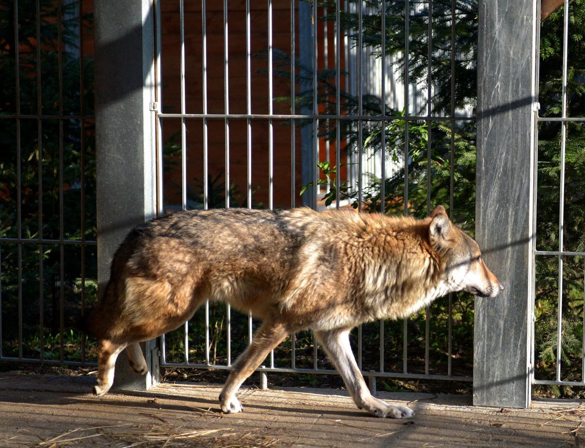 Resztę życia wilk spędzi w zoo