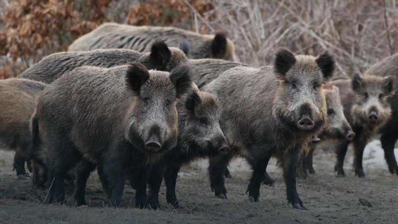 Uwaga! Rozpoczął się odstrzał dzików