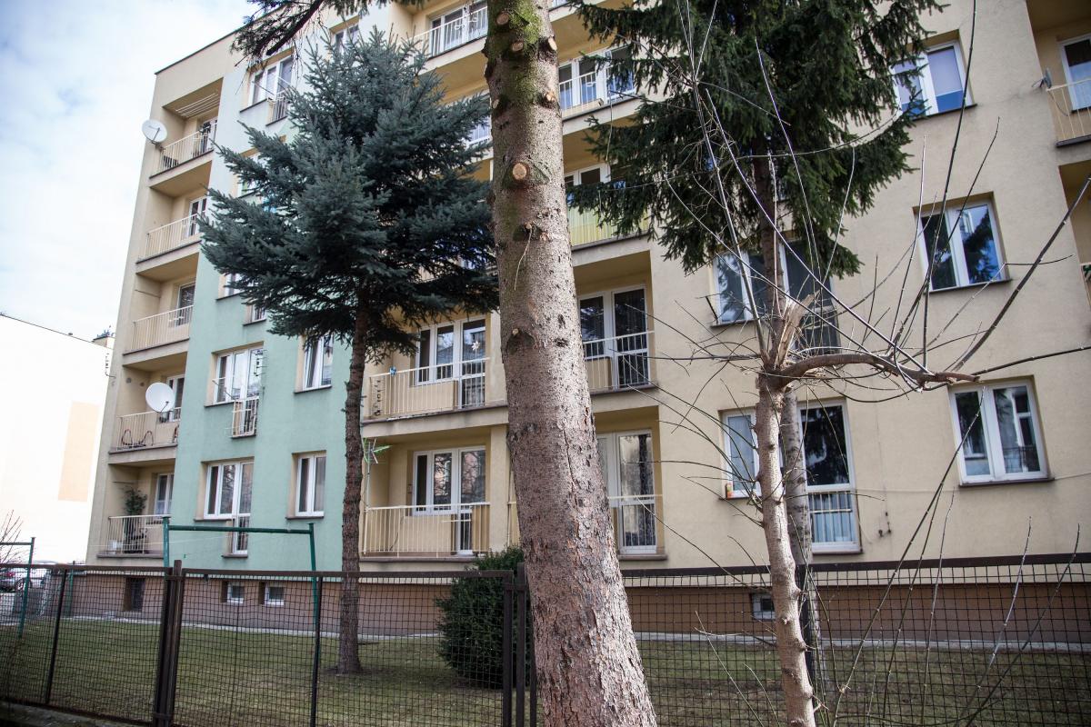 Sąsiedzka batalia o gałęzie 