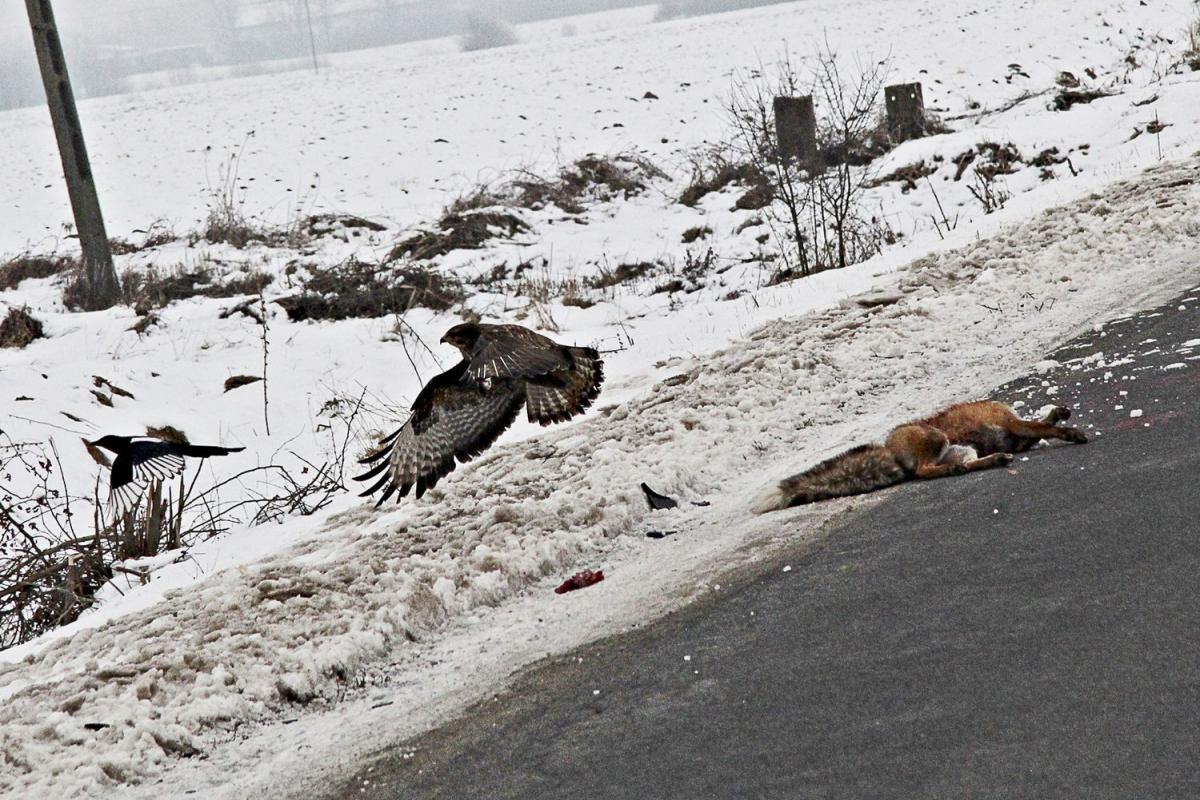 Głodny myszołów nie zwracał uwagi na samochody