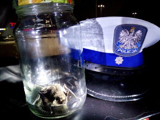 Nietoperz wleciał do mieszkania. Na pomoc wezwano... policjantów