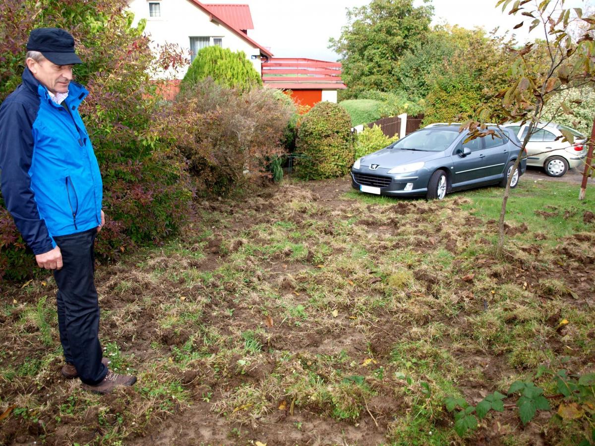 W Przemyślu będzie odstrzał dzików