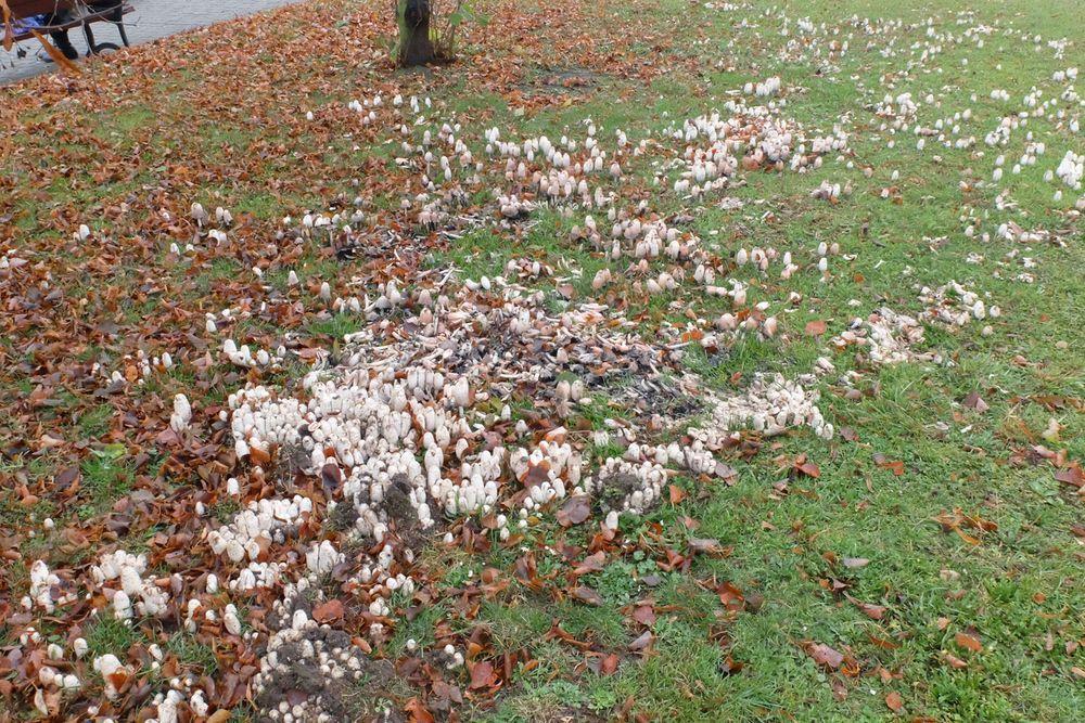Wybryk natury? Kolonia czernidłaków w centrum Przemyśla