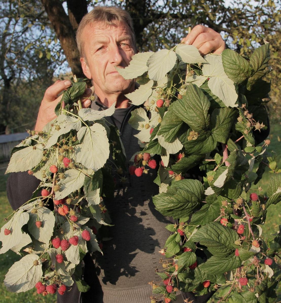 Maliny owocują w najlepsze, mimo jesiennej pogody