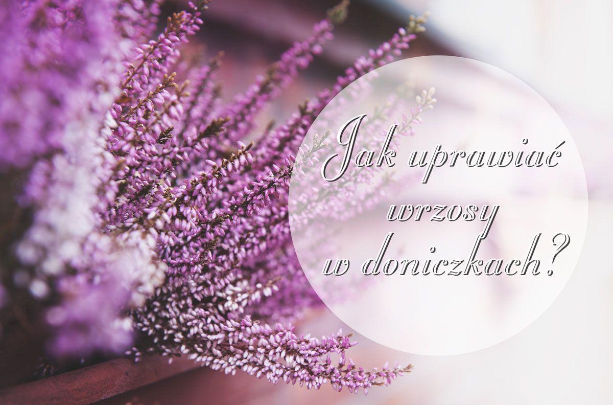 Wrzosy w doniczkach. Jak uprawiać je w domu?
