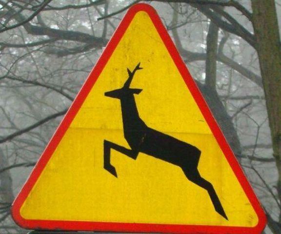 Funkcjonariuszka SG pomogła poszkodowanej po kolizji z jeleniem