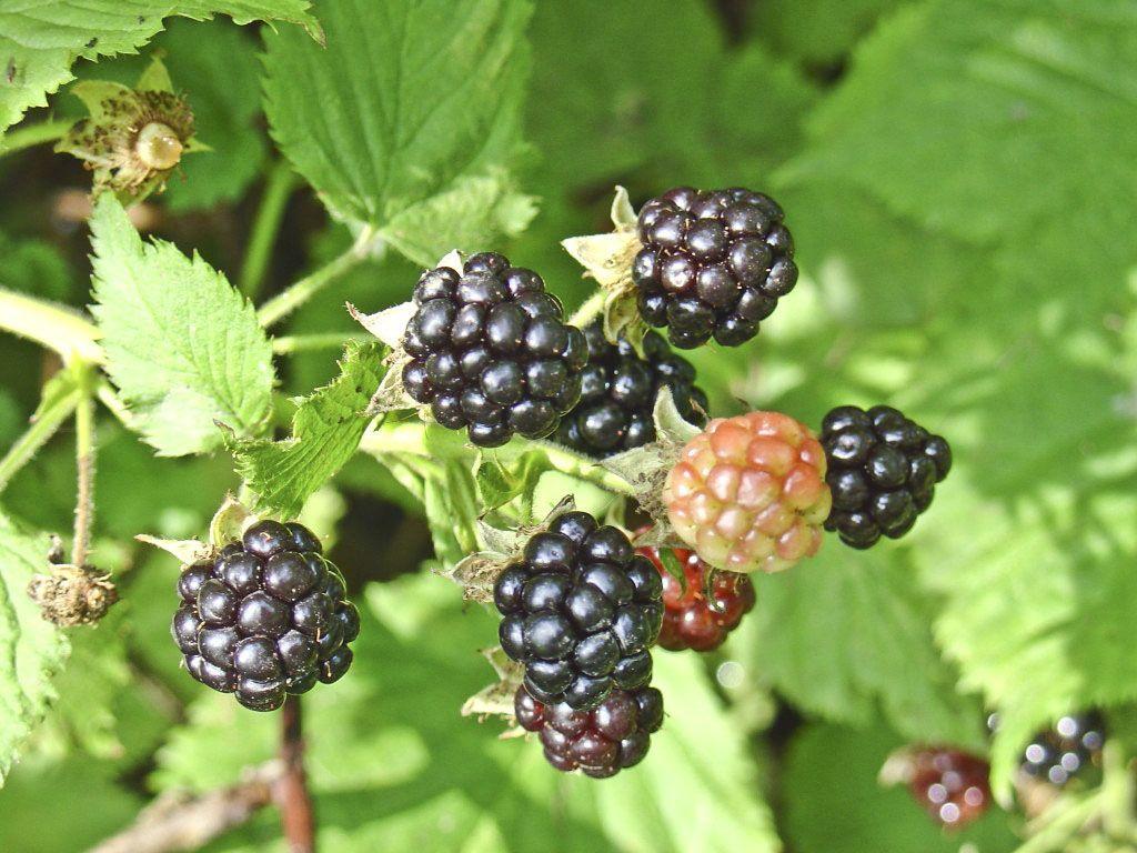 Jeżyna – zapomniana kuzynka maliny 