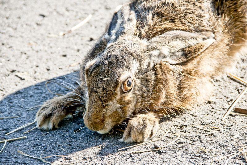 Szaraki z podwarszawskiej hodowli zamieszkają w podlubaczowskich lasach 