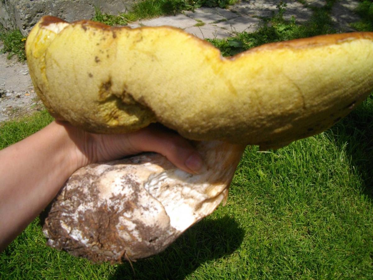 Czas na grzybobranie! Piękny okaz prawdziwka [ZDJĘCIA]