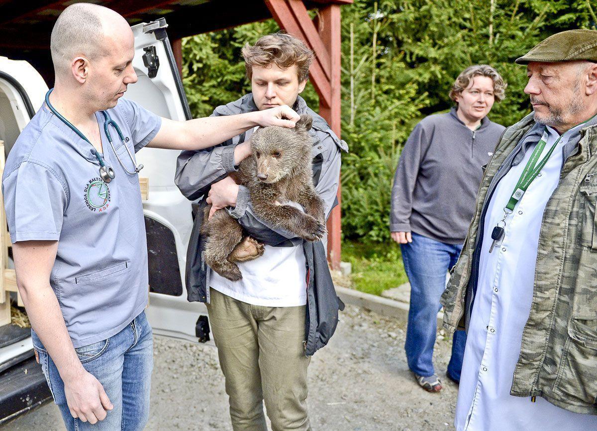 Puchatka na wybiegu w poznańskim ZOO [WIDEO]