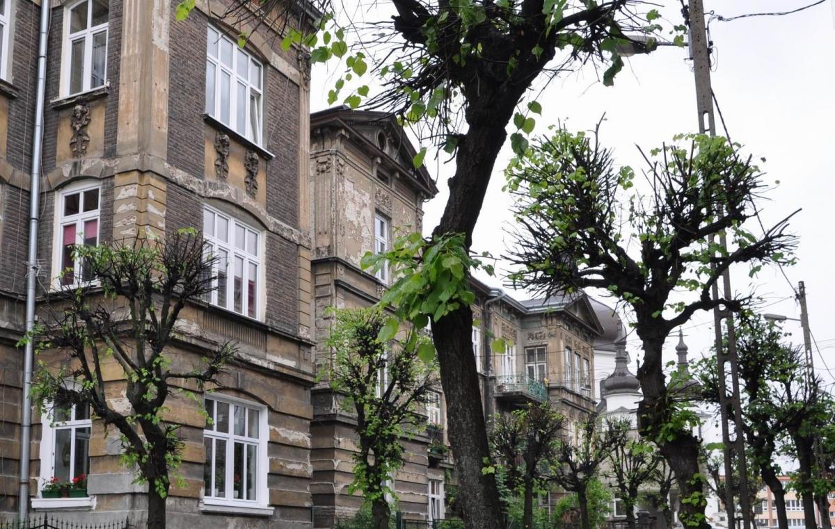 Dostali zakaz wycinki