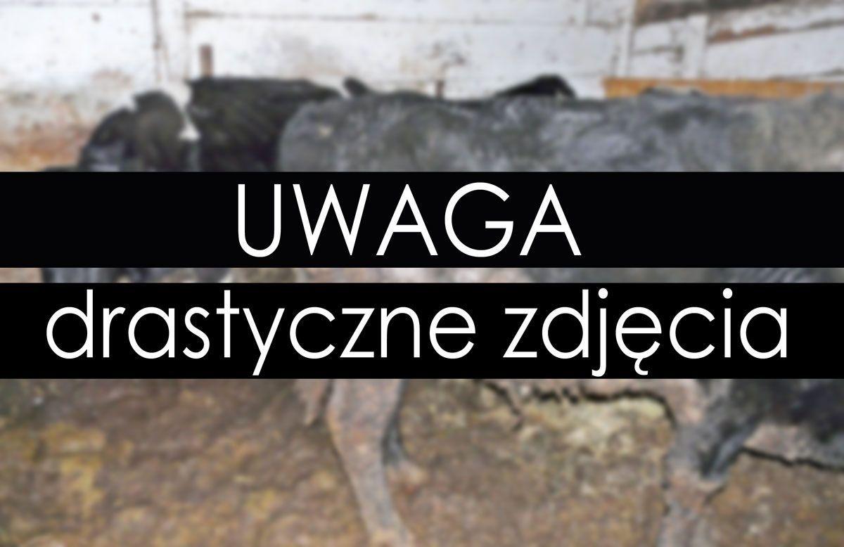 Ślepa miłość przyczyną zwierzęcej tragedii 