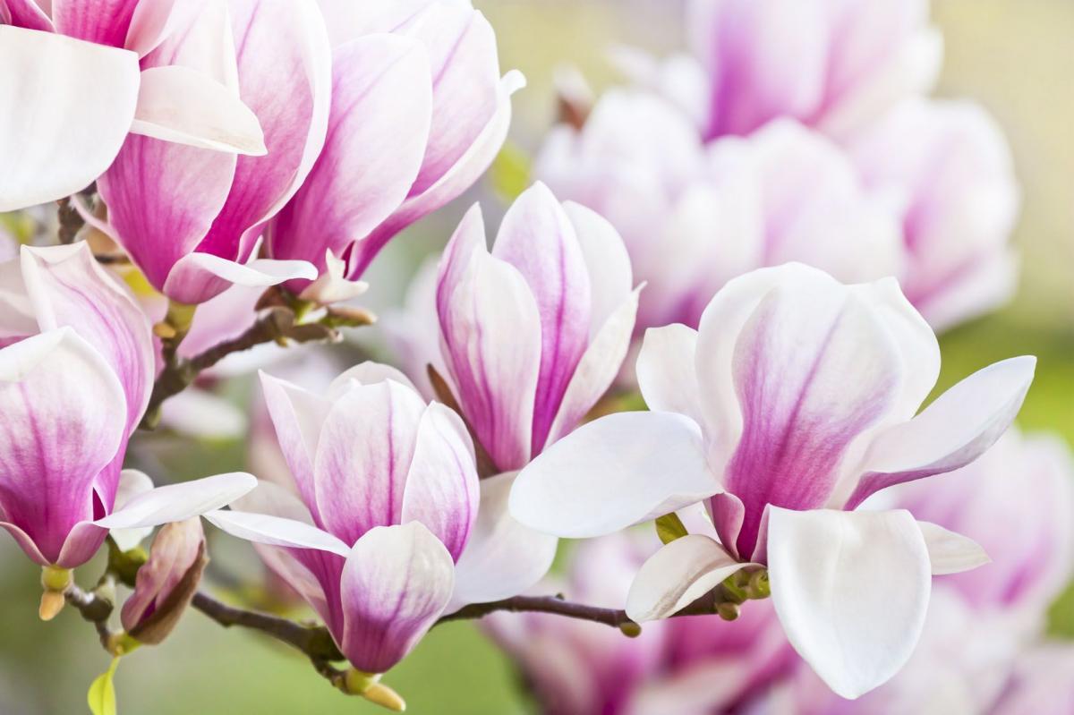 Magnolie – wyższe sfery wśród krzewów